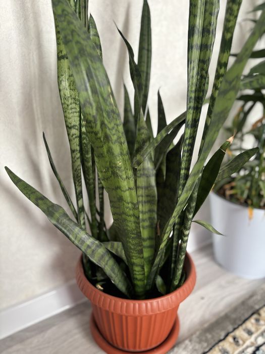 Продам Сансеверия