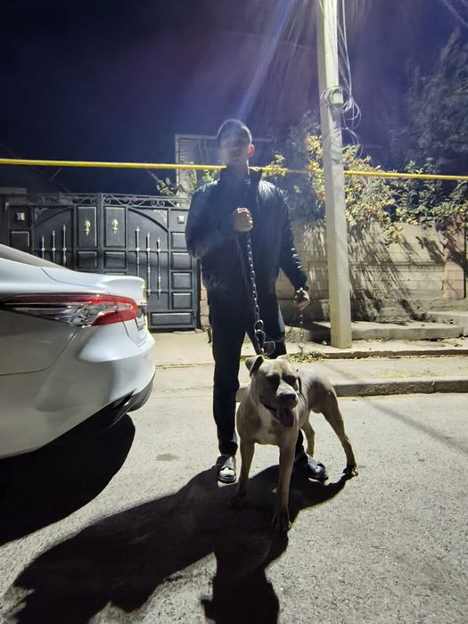 цена аканшателно