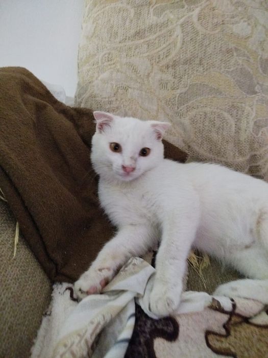 Котенок в добрые руки