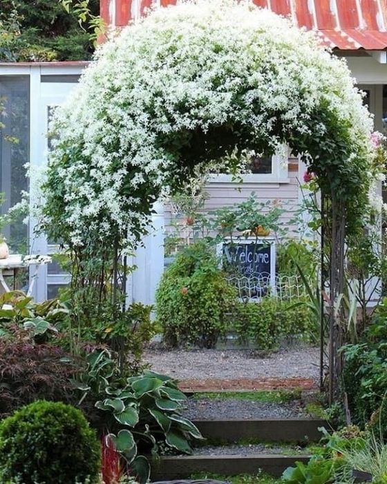 Клематис белое облоко  1500