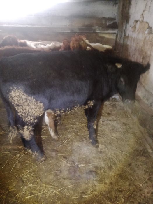 Бұқалар 4 ай бордақылау тұрған