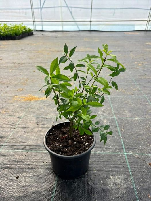 Огнен Храст/ Euonymus alatus
