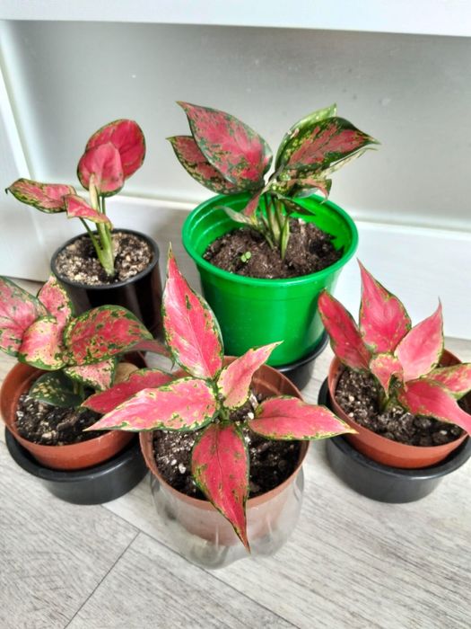 Продаются комнатные цветы