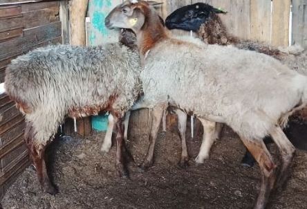 Продам барана жирный
