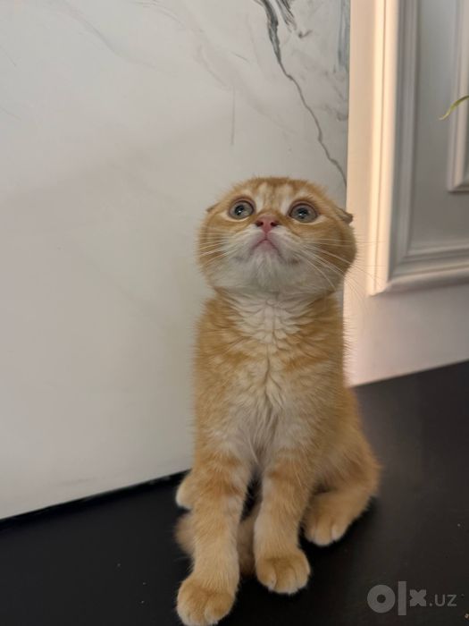 Срочно! ищем новый дом для котика