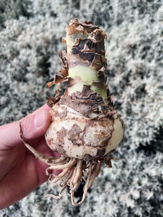 Луковицы Амариллисов или гиппераструм в продаже