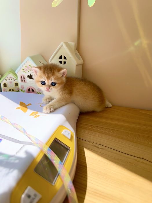Котята Британскиой Золотой Шиншиллы