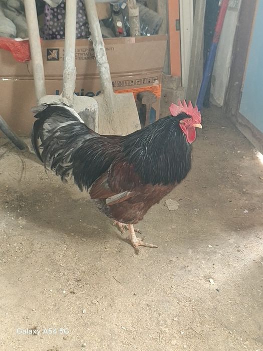 Жас әтеш сатылады