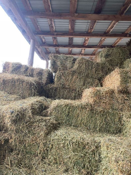 Baloti fan sau lucerna Rotunzi 40.Drept.500.La TIR>RO