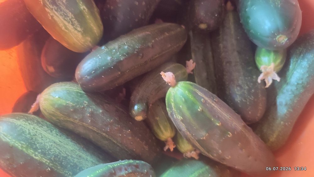 Продам домашние огурцы.