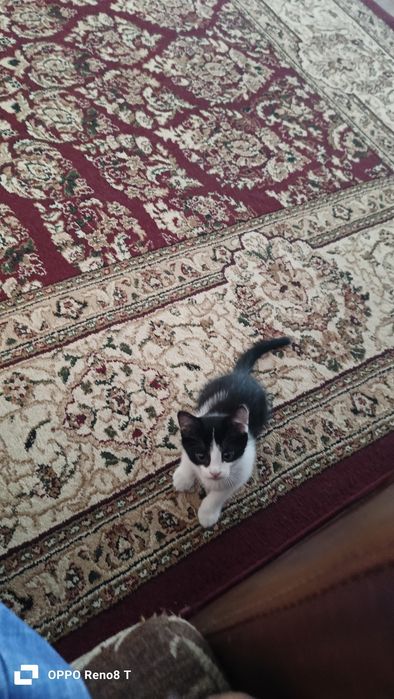 Котёнок 2 месячный