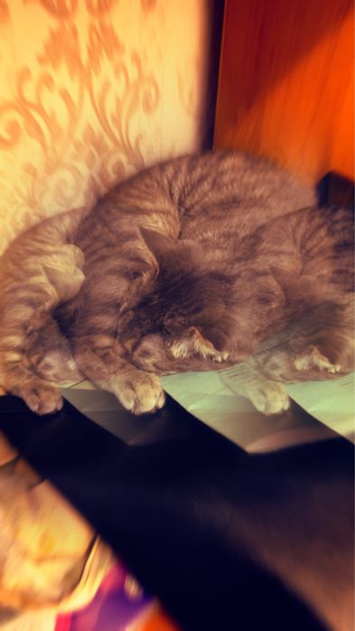 Отдам вислоухого кота в добрые руки