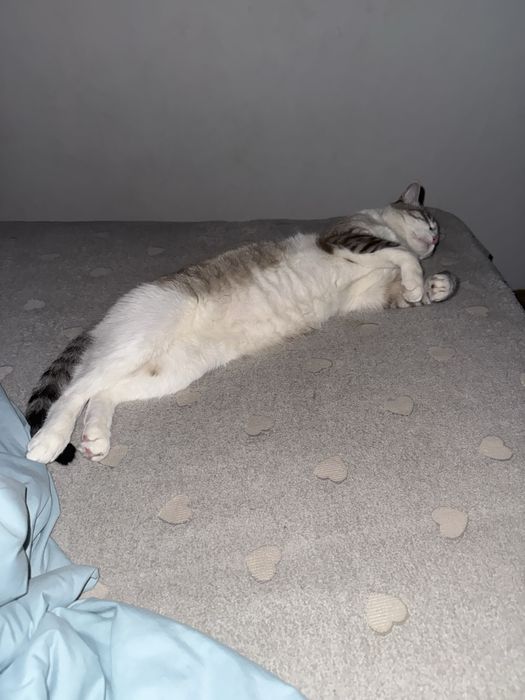 Кот красивый  любимый