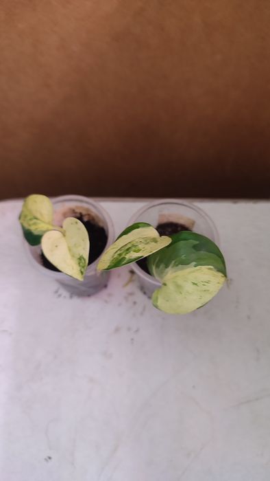 Эпипремнум Хэппи Лиф