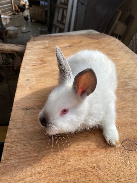 Зайци, породисти и кръстоска