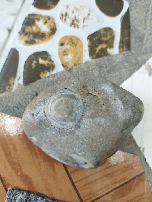 Теңіз кірпісінің қазбасы (ежелгі тас)