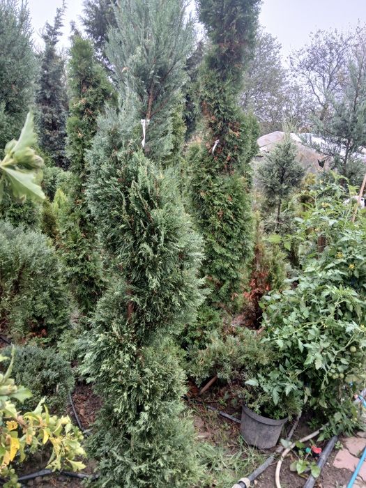 Plante ornamentale