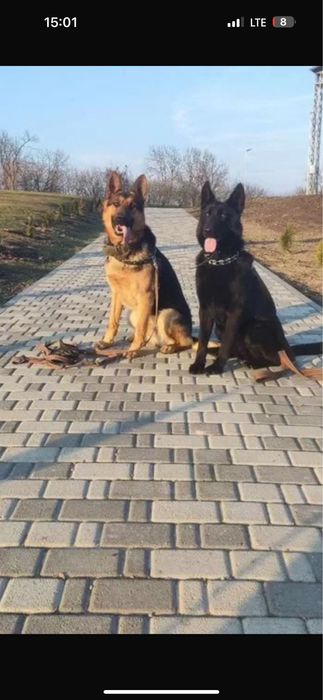 Европейский немецкий овчарка