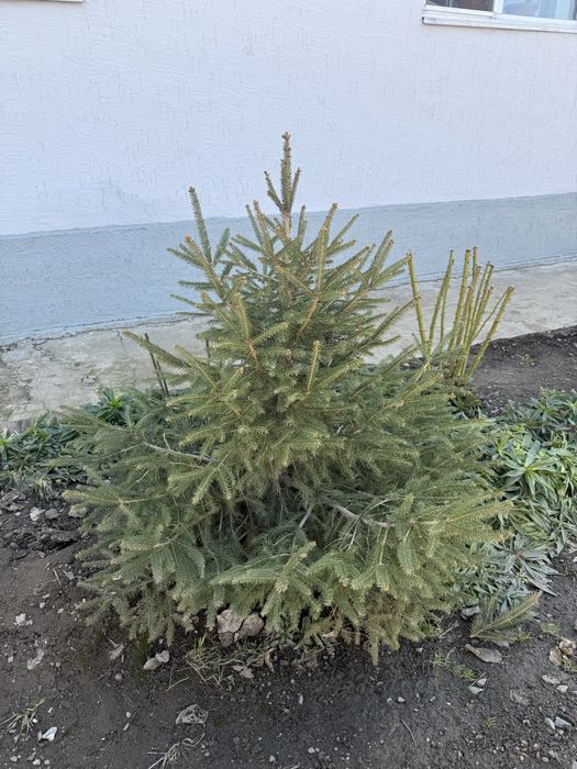 Продаются «ЁЛКИ»