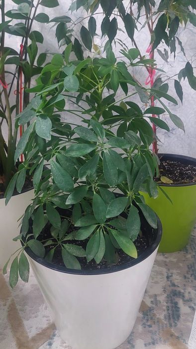 Цветы комнатные большие