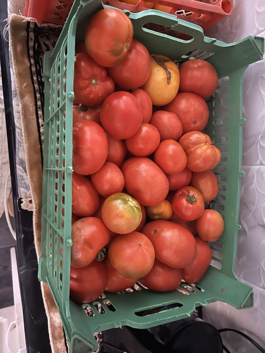 Продам Помидоры Дачные