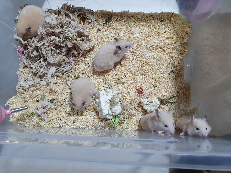 Сирийский хомяк: озорной зверек с золотым окрасом Крупный  породы