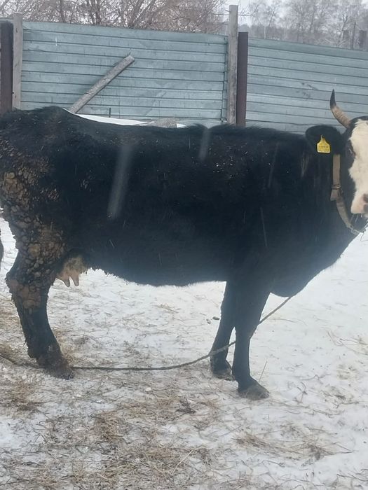 Сельхозживотные !