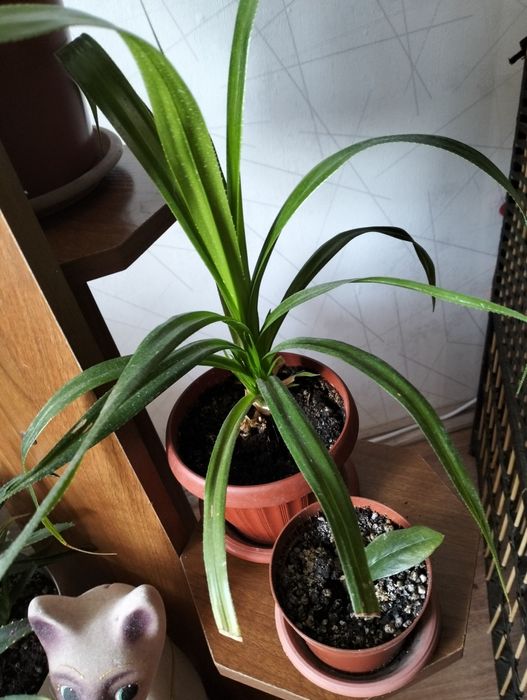 Распродажа комнатных цветов