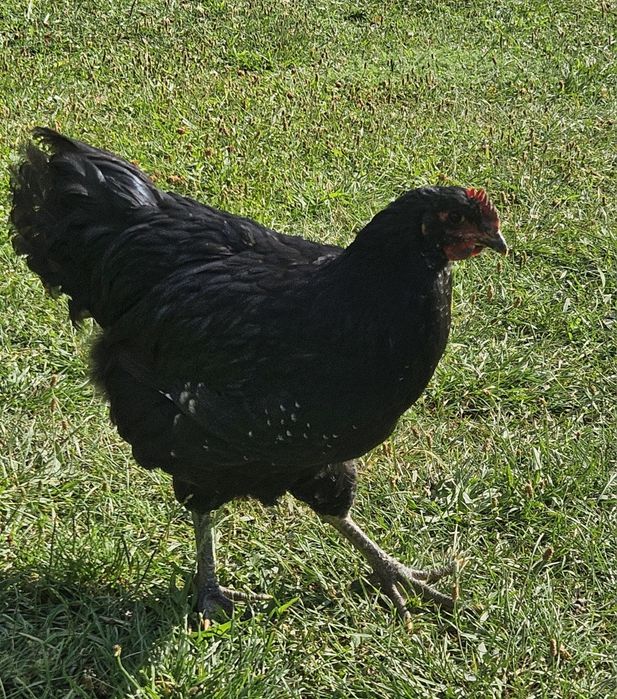 Cocosi de australorp - jersey