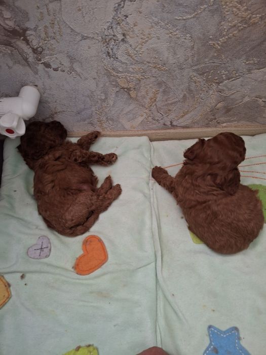 Готовяться на продажу красные щенки есть девочки и мальчики чки енки