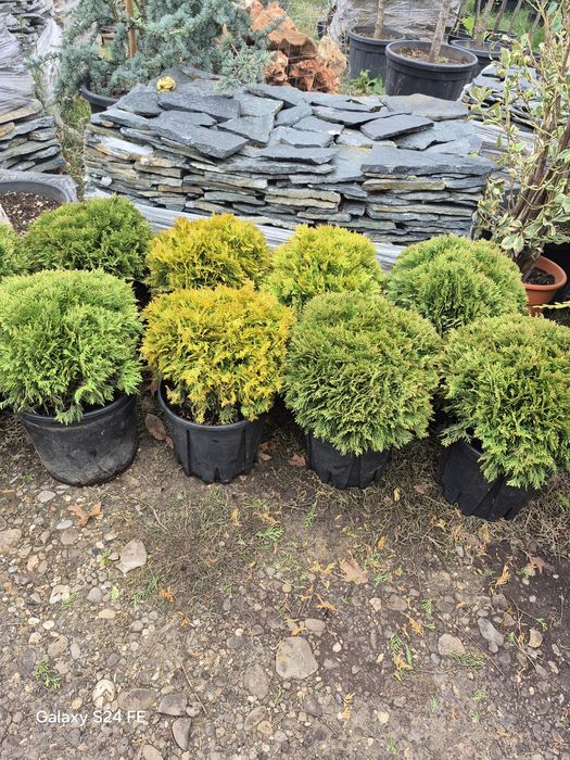 Tuia danica globular