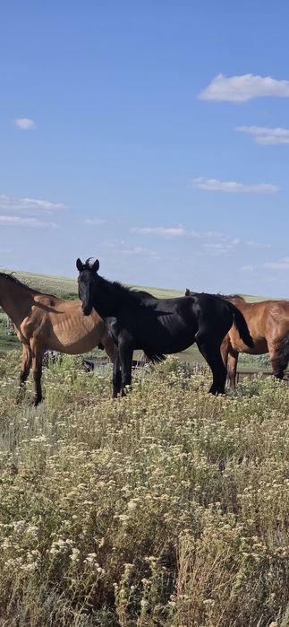 АнглоАраб және карачай  шатыс,   мінгі.