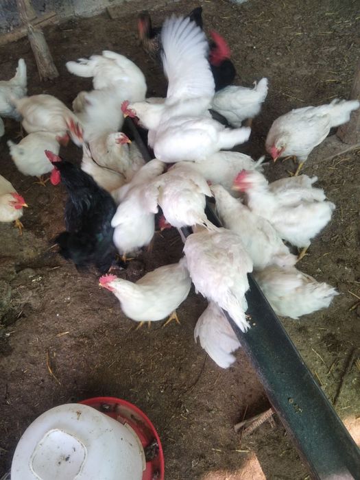 Xonaki tovuqlar (Tuxum tug'adigan)