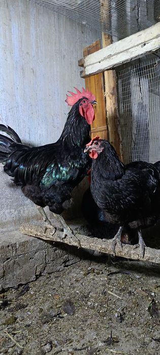 Qora shaxzoda sotiladi Qora shaxzoda
2+1 
Narxi 900.000
Manzil Fargʻon