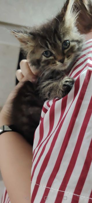Котятки малышатки