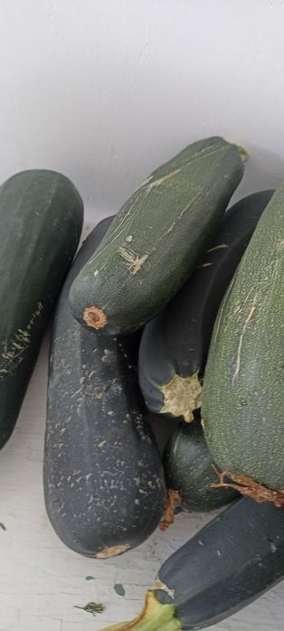 Кабачки домашние, очень вкусные, сочные