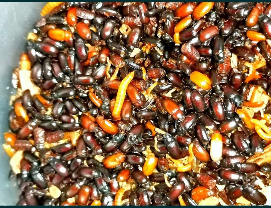 Продается жук - знахарь, чернотелка , горгохо