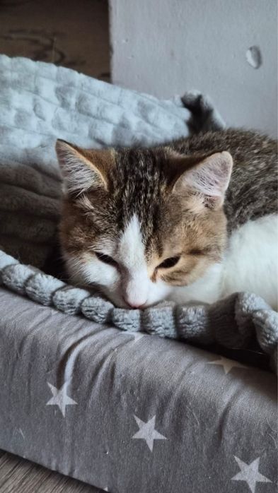 Отдам котенка мальчик