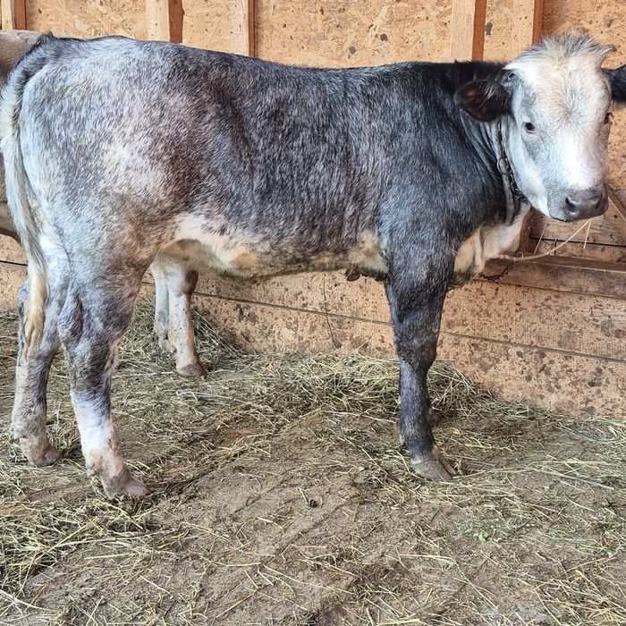 Vând vitie de rasă angus și belgiean