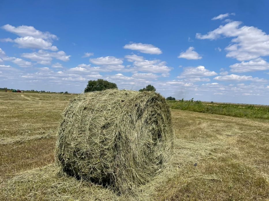 Продам сено в рулонах в тюках