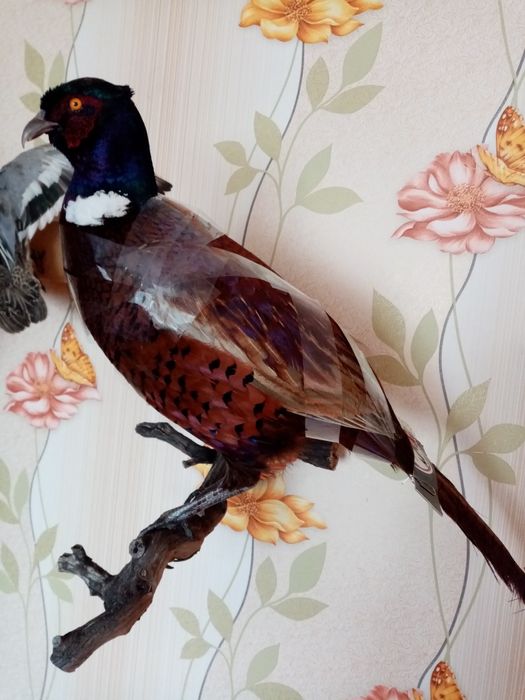 Препариране на птици.