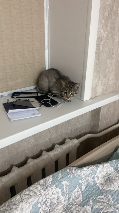 Отдам кошку даром в хорошие руки