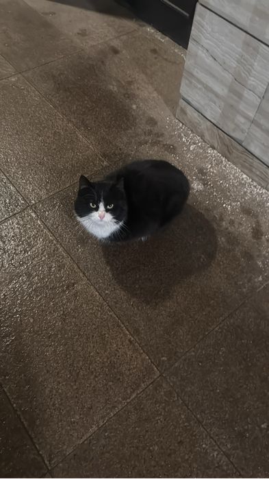 Шикарный кот ищет семью или передержку