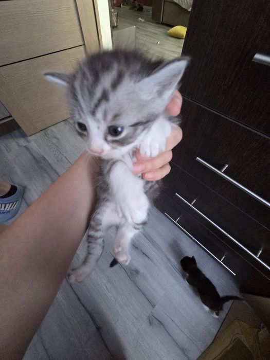 Котята коты кошки