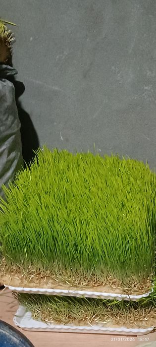 Gidroponika usulida óstirilgan / undirilgan bug'doy & arpa