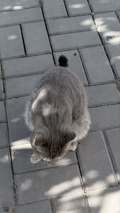 Котик пародистый очень красивый ласковый