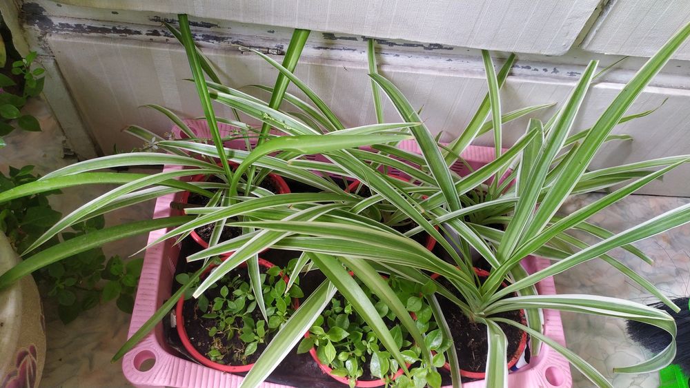 Комнатные цветы разные