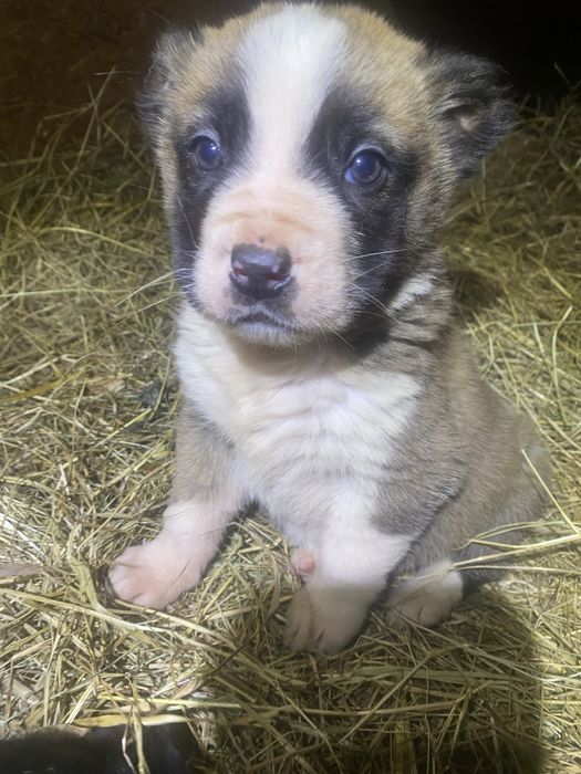 Продам щенка Сао Алабай