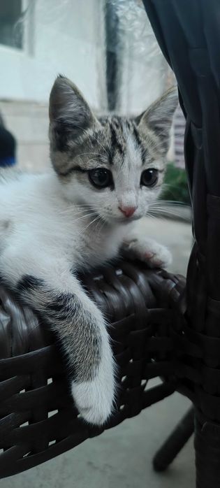 Mushuk bolasi tekinga beriladi Котёнок в добрые руки