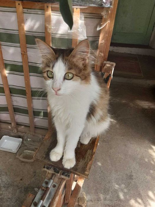 котята в хорошие, добрые руки